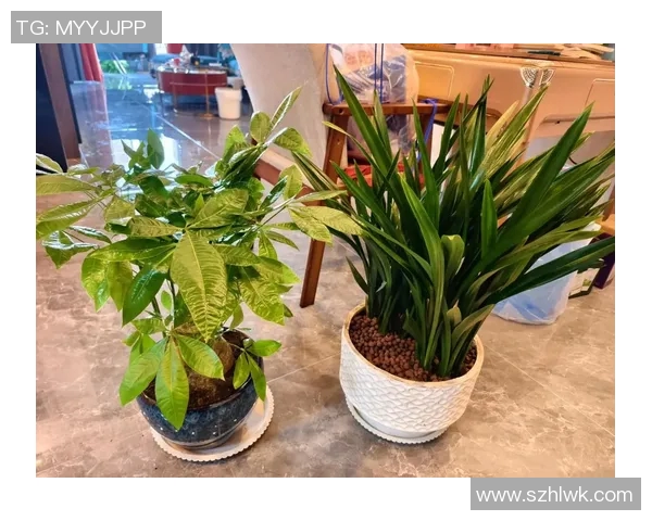 盆栽艺术：探索室内绿植的美学与养护技巧，打造自然与生活融合的绿色空间